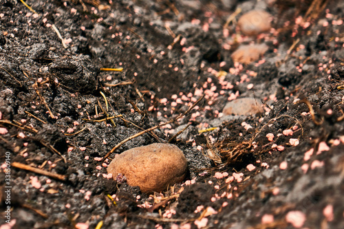 process of potato planting closeup