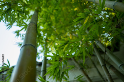 Looking up a bamboo stalk, Japanese Tea Garden in Portland, OR, USA, October 10, 2018