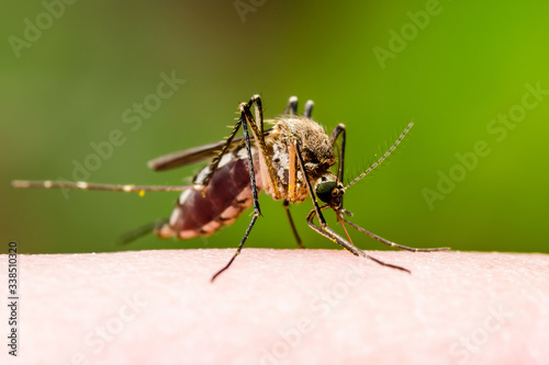 Dangerous Dengue Infected Mosquito Bite on Green Background. Leishmaniasis, Encephalitis, Yellow Fever, Dengue, Malaria Disease, Mayaro or Zika Virus Infectious Culex Mosquito Parasite Insect Macro. © nechaevkon