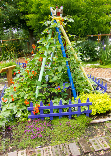 Garden scene Scarlet runner beans tied in a triangle shape with wood poles that look like crayons.  Cute purple picket fence makes this summer garden a childlike delight to see.