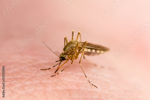 Dangerous Yellow Fever Infected Mosquito Skin Bite. Leishmaniasis, Encephalitis, Yellow Fever, Dengue, Malaria Disease, Mayaro or Zika Virus Infectious Culex Mosquito Parasite Insect Macro.