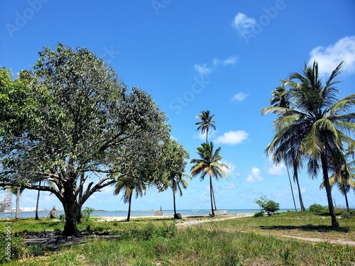 coqueiros, palmeira, natureza, caminho, praia, paraíso, férias © Gilson Mekelburg