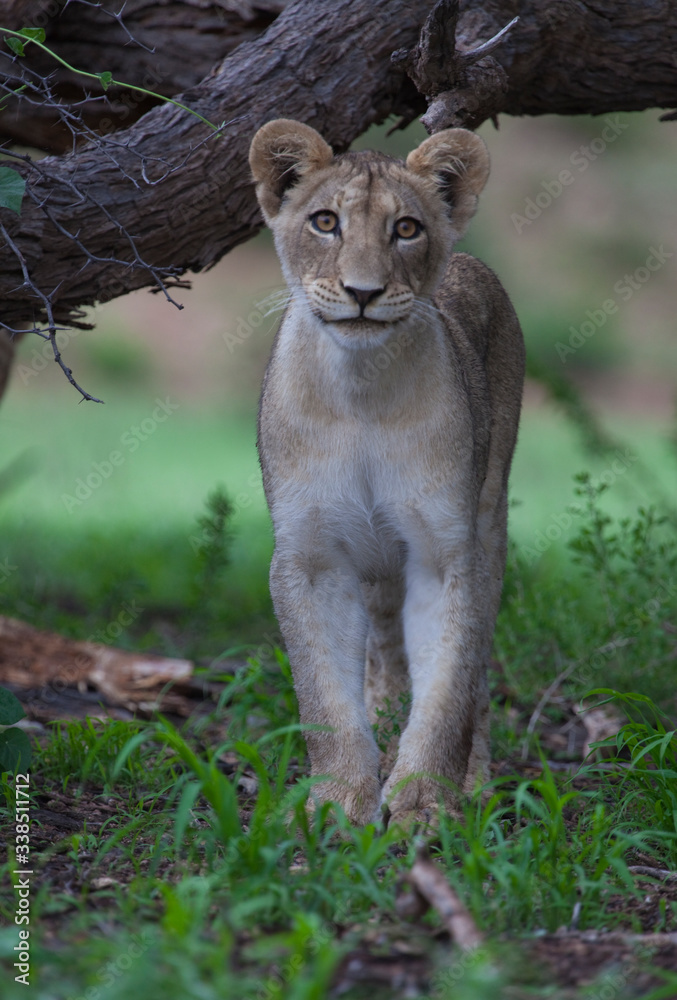 Naklejka premium Lion (Panthera leo) - Young, Kgalagadi Transfrontier Park, South Africa