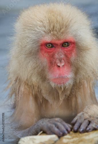 Japanese Macaque  Macata fuscata   in the thermal springs  Jigokudani Yaen-koen  Nagano Prefecture  Japan.