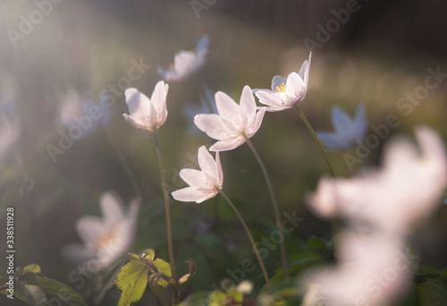 Wild white flowers (Anemone nemorosa)