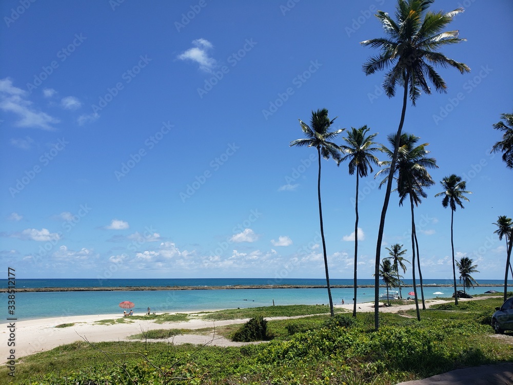 coqueiro, natureza, palmeiras, praia, água cristalina, férias, paraíso