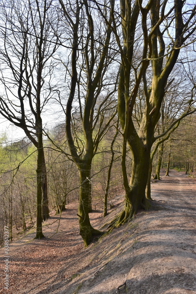 Woodland walk in England on a spring morning Woodland walk in England on a spring morning