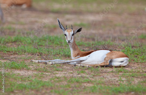 Springbok (Antidorcas marsupialis hofmeyri) - Male. Rainy season, Kgalagadi Transfrontier Park, South Africa.