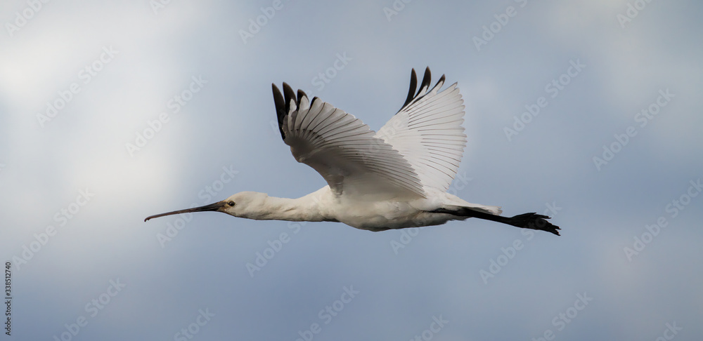 Fototapeta premium Close up of a Eurasian Spoonbill, Platalea leucorodia, flying with wings outstretched against a cloudy sky. Taken at Keyhaven, Lymington UK
