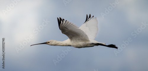 Close up of a Eurasian Spoonbill, Platalea leucorodia, flying with wings outstretched against a cloudy sky. Taken at Keyhaven, Lymington UK © Martin