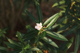 Blooming oleander in the italian garden. Soft focus on photo and author processing