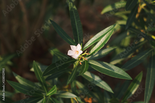 Blooming oleander in the italian garden. Soft focus on photo and author processing