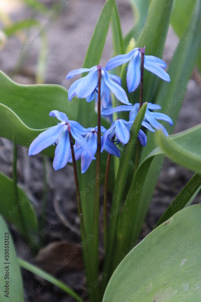 Obraz premium Blue Scylla flowers in the garden. The first spring flowers.