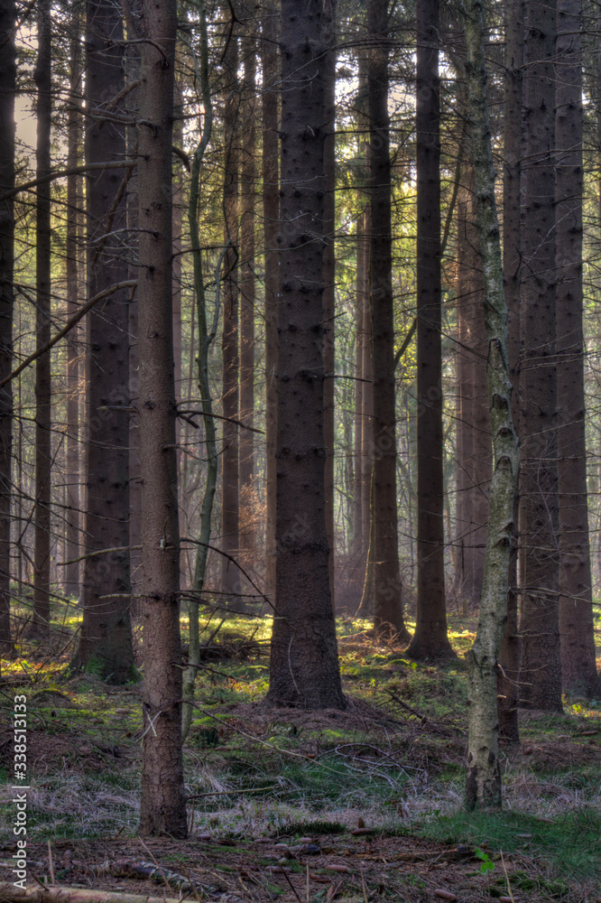 Fototapeta premium Sunlight in a dark pine forest after sunrise