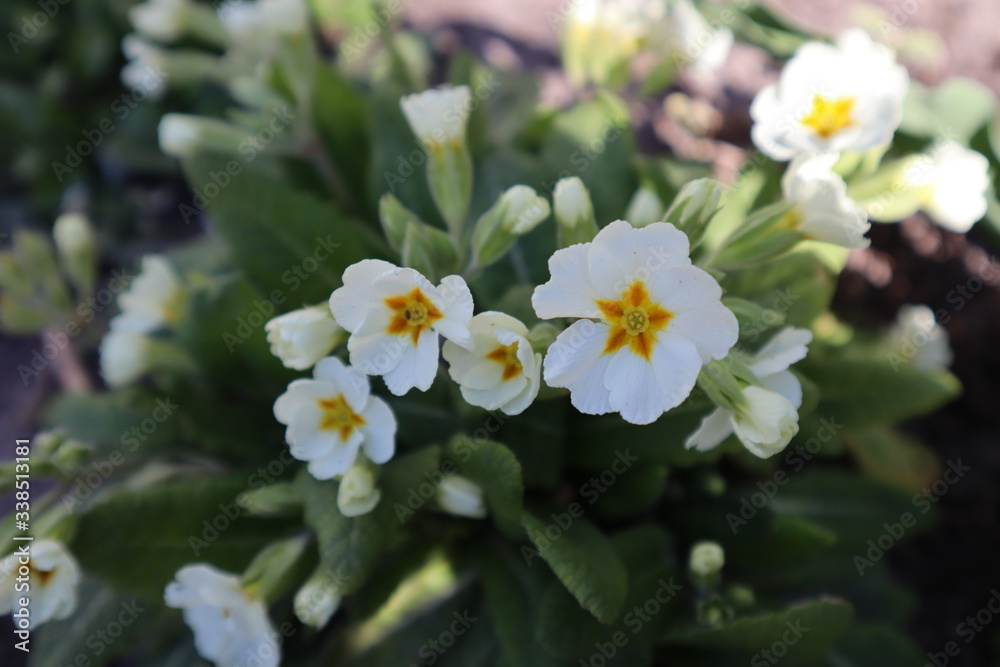 White primrose flowers (Primula vulgaris) in the garden White primrose flowers (Primula vulgaris) in the garden