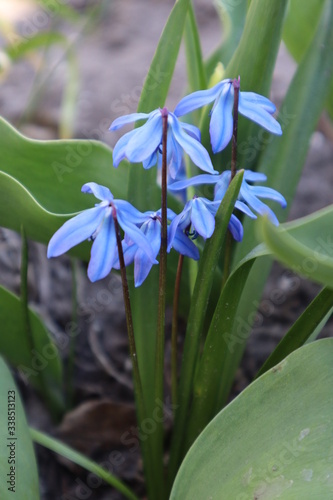 Blue Scylla flowers in the garden. The first spring flowers.