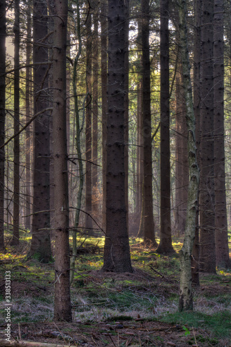 Fototapeta Naklejka Na Ścianę i Meble -  Sunlight in a dark pine forest after sunrise