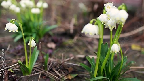 Snowdrops growing in march garden. White spring flowers. Galanthus elwesii. Natural background. Protection of floral ecosystem photo