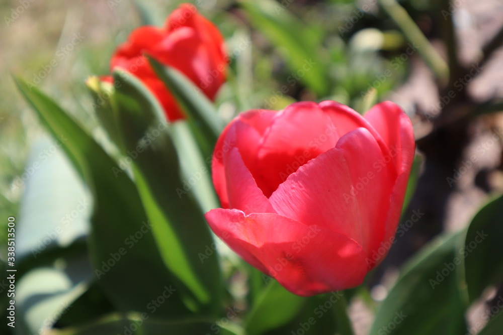 Naklejka premium Red tulip flowers in the garden.