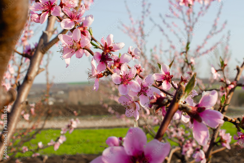 blooming tree in the garden blooming tree in the garden