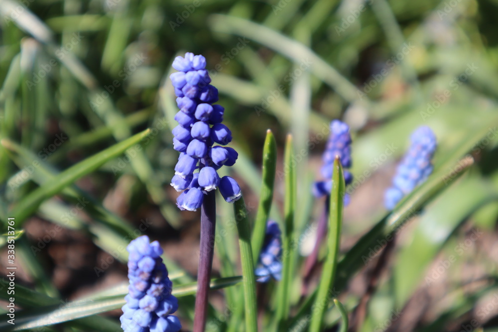 Muscari blue flowers in the garden. The first spring flowers. Muscari blue flowers in the garden. The first spring flowers.