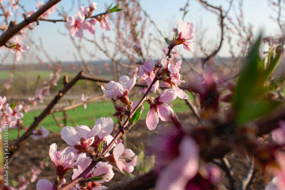 Blooming tree in spring with pink flowers Blooming tree in spring with pink flowers