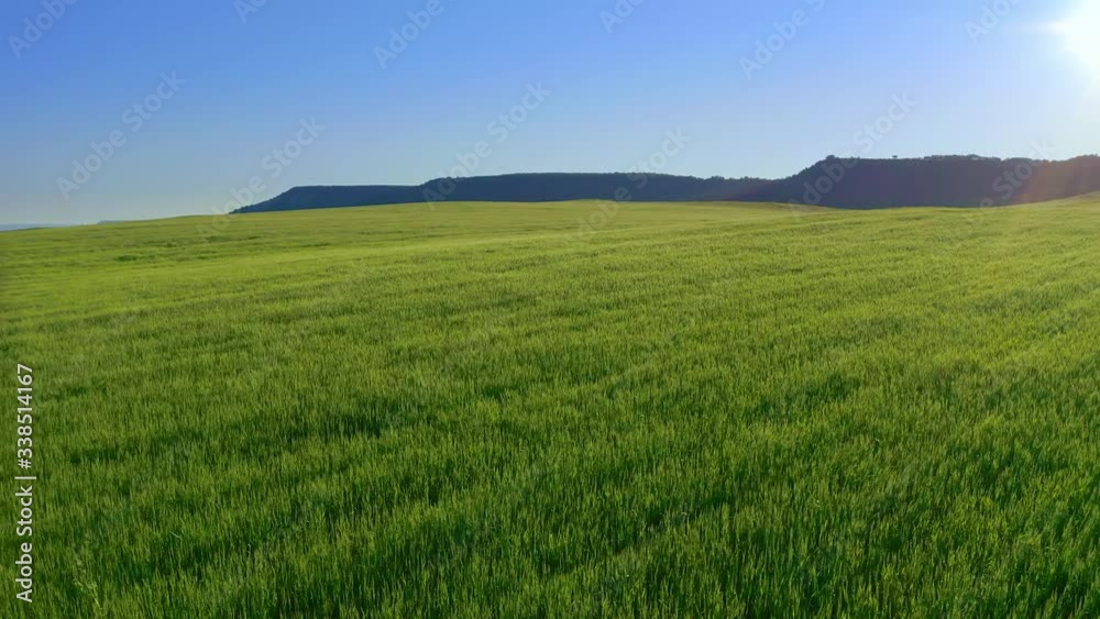 Meadow of wheat at day. Nature aerial composition. Meadow of wheat at day. Nature aerial composition.