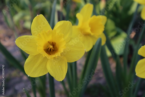 Yellow daffodil flowers in the garden. The first spring flowers. 