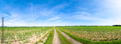 dirt road passing through a green wheat field