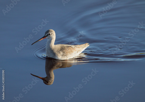 Spotted Redshank  Tringa erythropus  Walking In The Shallows With A Clear Reflection. Taken at Keyhaven UK