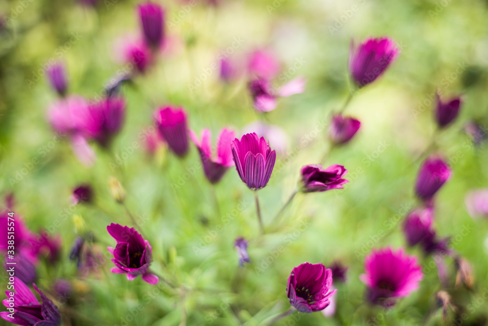 daisies of the Cape in spring cheerful meadow daisies of the Cape in spring cheerful meadow