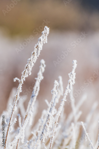 frost on the grass , winter morning © Z Fiedler