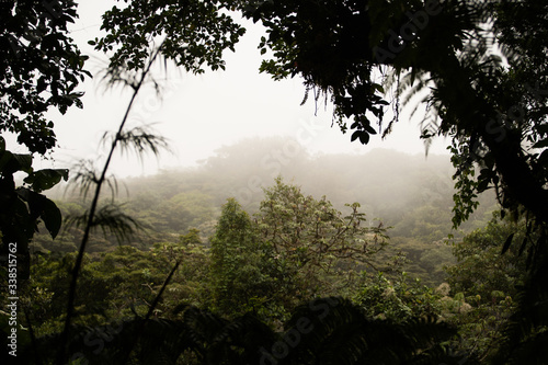 morning in the cloud forest, monteverde, costa rica