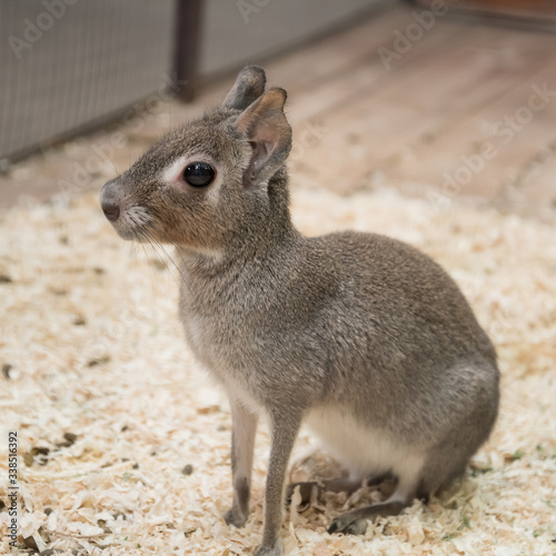 Chacoan Mara, sitting in front of a Cup of food. The animal photo