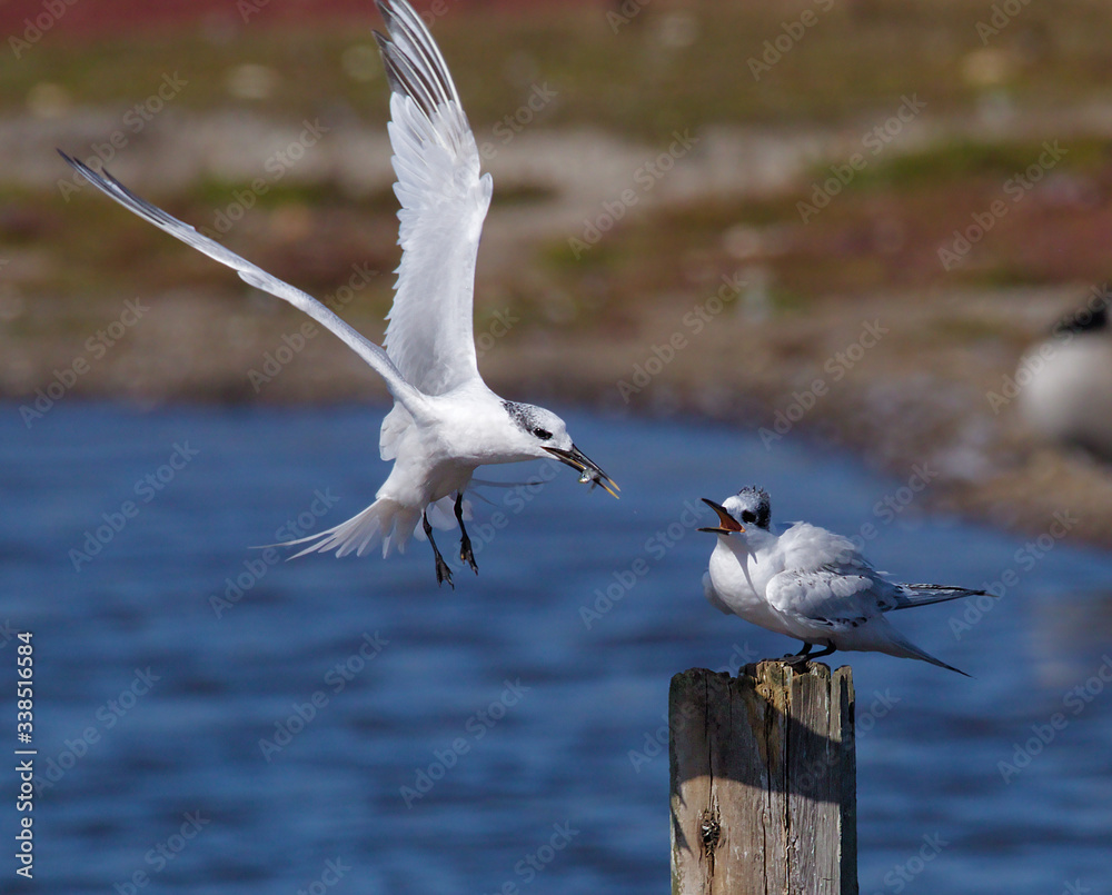Adult Sandwich Tern flying in with a fish to feed a chick sitting on a post. Taken at Lodmoor Nature Reserve UK Adult Sandwich Tern flying in with a fish to feed a chick sitting on a post. Taken at Lodmoor Nature Reserve UK