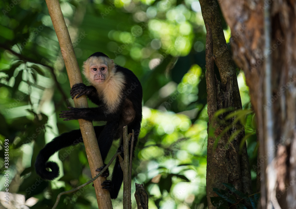 Fototapeta premium Capuchin monkey holding on to branch