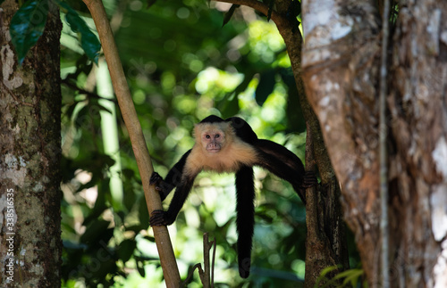 Capuchin monkey hanging on to branch and tree