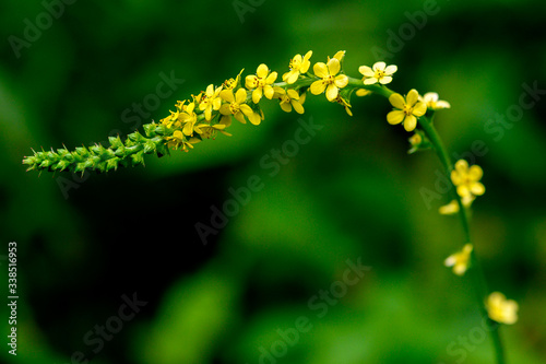 Roadside agrimony flowers, agrimonia striata. Grows best in moist areas, but is not usually  found in wetlands.