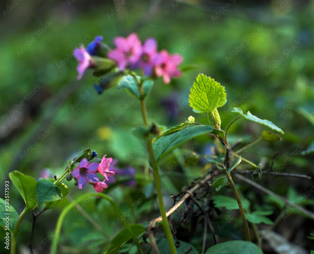 Charming spring landscape with a leaf of a young bush next to the flowers of Pulmonaria (Lungwort) in the forest.