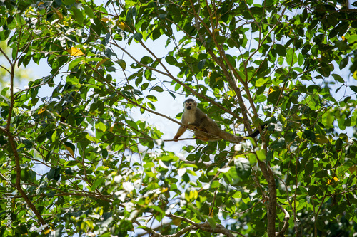 Squirrel monkey resting on tree branch