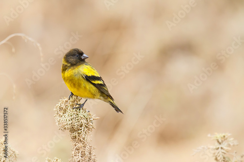 Ethiopian Siskin or Black-headed Siskin, an endemic bird in the Bale Mountains in Ethiopia with copy space