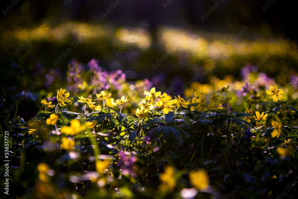mystical charming charming spring landscape with yellow anemone flowers backlit by sunlight in dark forest