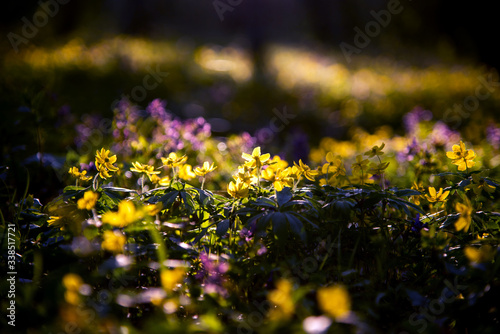 Obraz na płótnie mystical charming charming spring landscape with yellow anemone flowers backlit by sunlight in dark forest w salonie
