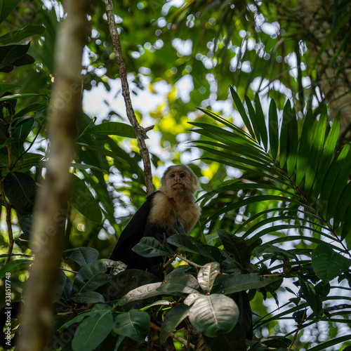 Capuchin monkey gazing upward