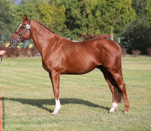 Chestnut colored racehorse mare posing on the showground © acceptfoto