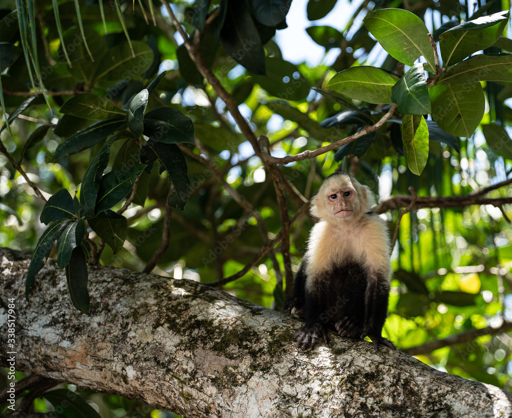 Fototapeta premium Capuchin monkey sitting, facing