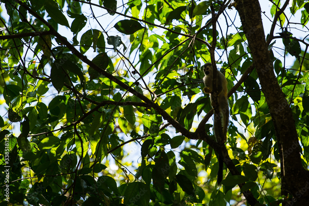 Squirrel monkey holding tree Squirrel monkey holding tree