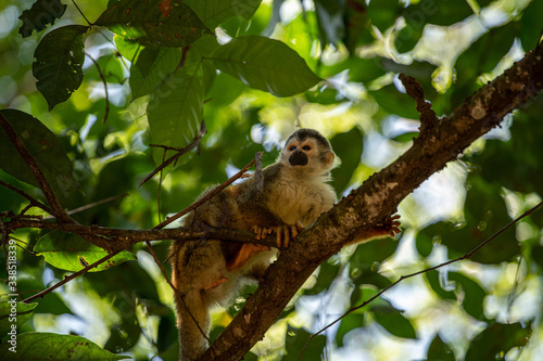 squirrel monkey gazing away