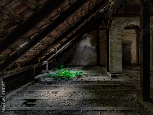 Quadro su tela Moss and ferns on the floor in a derelict room, with broken windows and in an ab