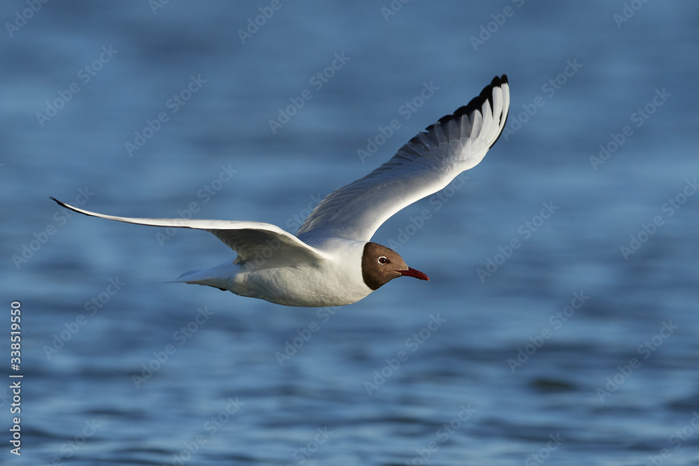 Black-headed gull (Chroicocephalus ridibundus) Black-headed gull (Chroicocephalus ridibundus)